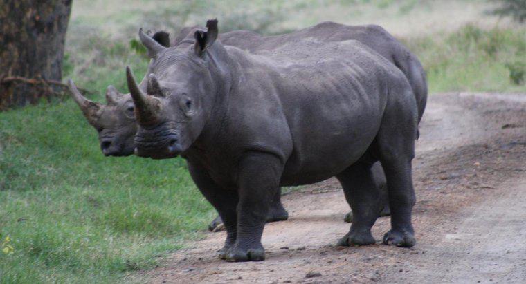 Cosa mangiano i rinoceronti?