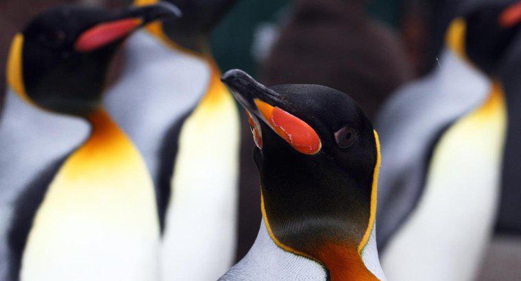 Cosa mangiano i pinguini reali?