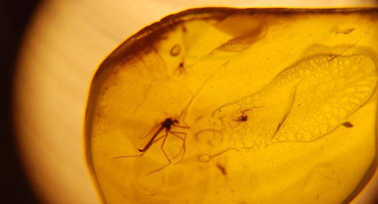 Un dinosauro potrebbe essere clonato dal DNA conservato in ambra?