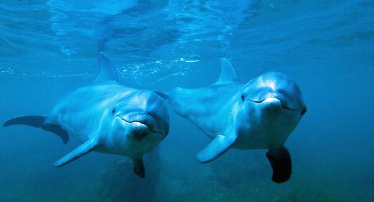 Come si riproducono i delfini tursiopi?