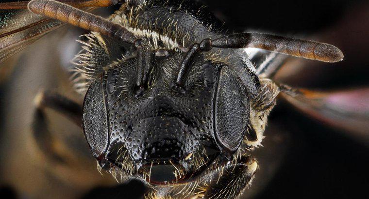 Quanti occhi hanno gli insetti?