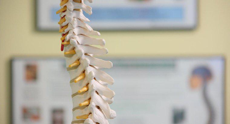 Cos'è una lesione sulla colonna vertebrale?