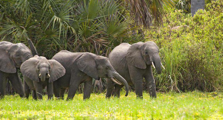Quanto costa l'elefante africano medio?