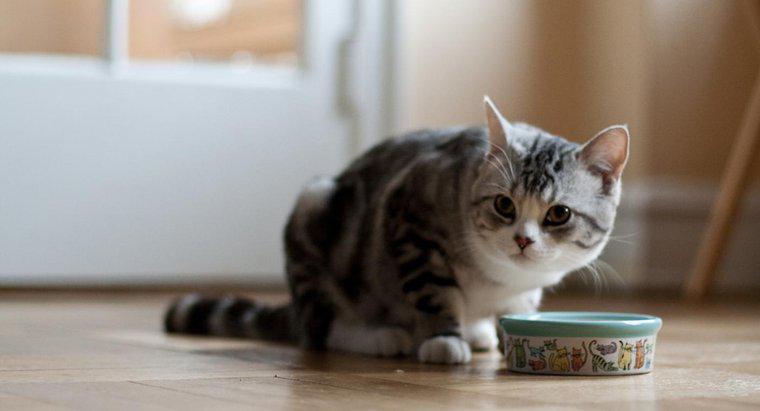 Qual è il miglior cibo per gatti per gatti indoor?