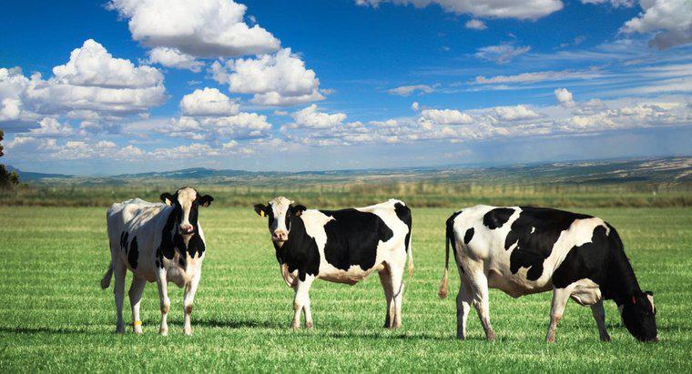Qual è l'habitat di una mucca?