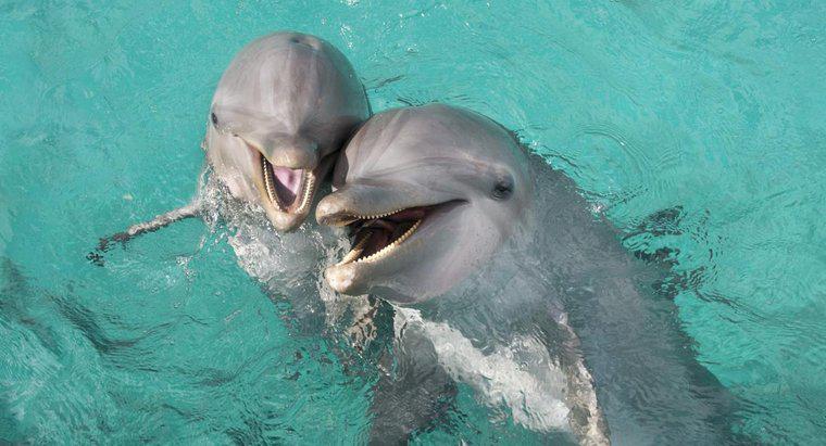 Quanto tempo vivono i delfini tursiopi?