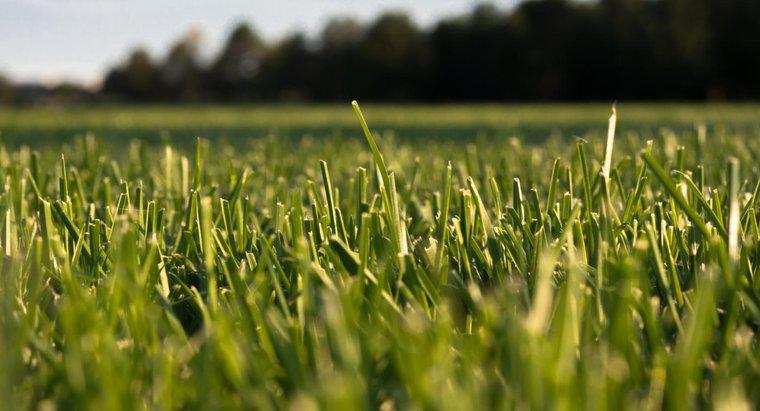 Dove è possibile acquistare i fertilizzanti Lesco Lawn?