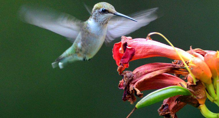 Come si mescola una soluzione di acqua e zucchero per i colibrì?