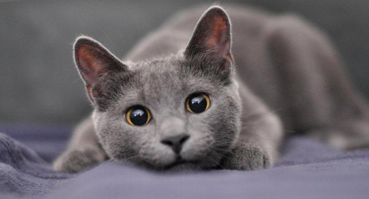 Quali sono alcuni buoni nomi per un gatto grigio maschio?