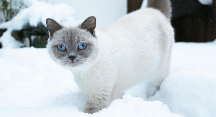 I gatti ricevono un cappotto più spesso in inverno?