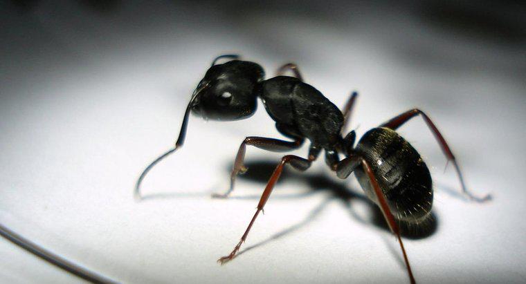Le formiche nere mordono le persone?