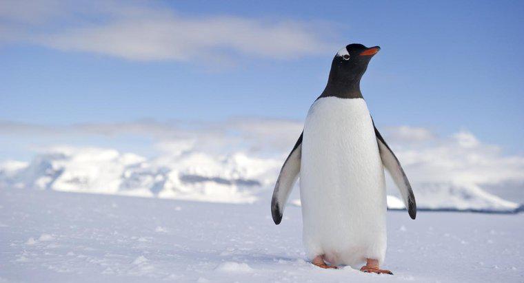 Cos'è l'habitat di un pinguino?