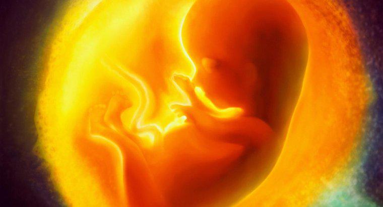 Dove si sviluppa il feto?