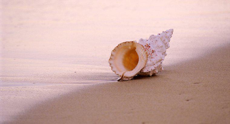Perché i Seashells suonano come l'oceano?