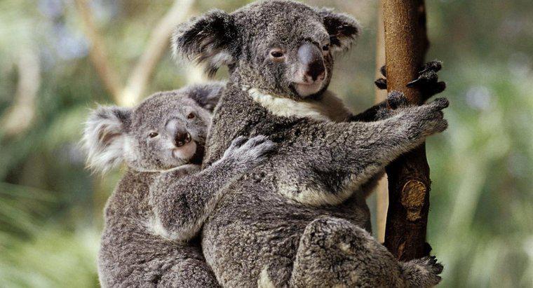 Dove sono i koala sulla catena alimentare?