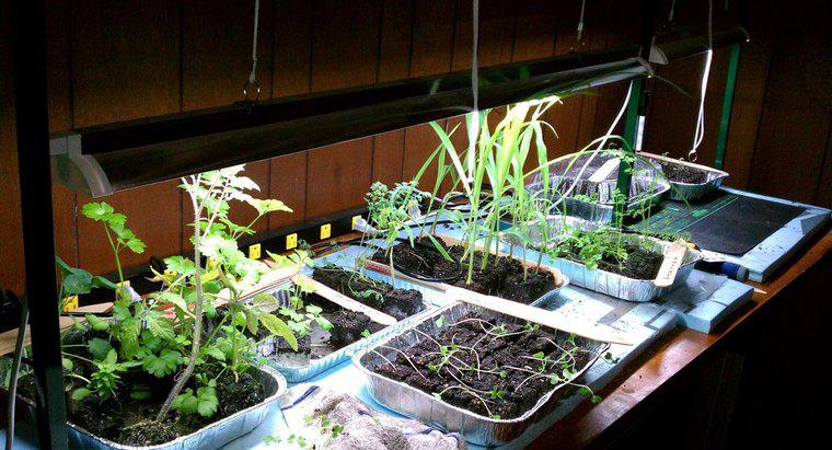 Può una pianta sopravvivere senza luce solare?