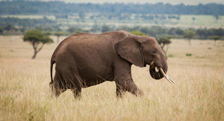 Cos'è un nemico dell'elefante africano?