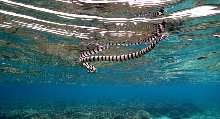 Che tipo di predatori ha un serpente di mare?