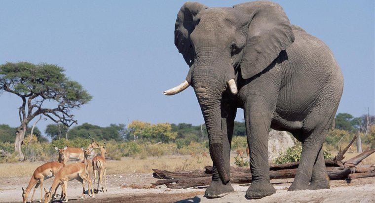 Quanto sono alti gli elefanti?