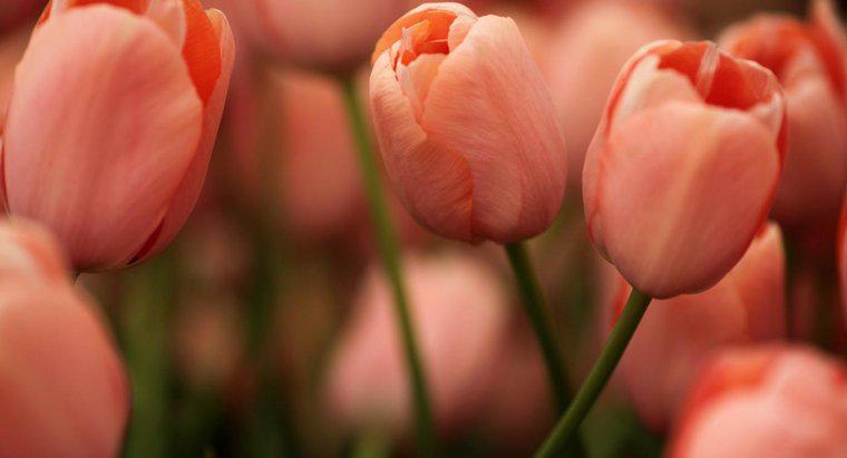 Qual è il nome scientifico del tulipano?