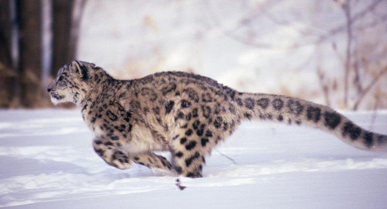 Quanto velocemente può correre un leopardo?