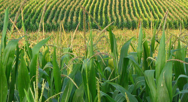Quanta acqua è necessaria per far crescere il mais?