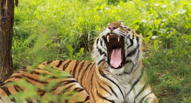Che suono fa una tigre?
