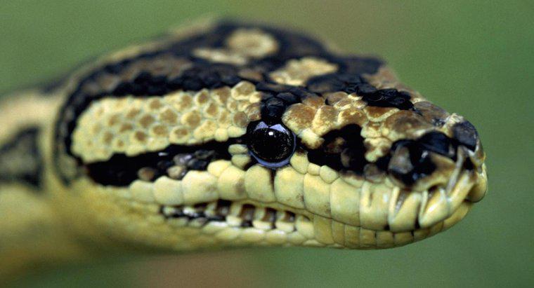 Python sono velenosi?
