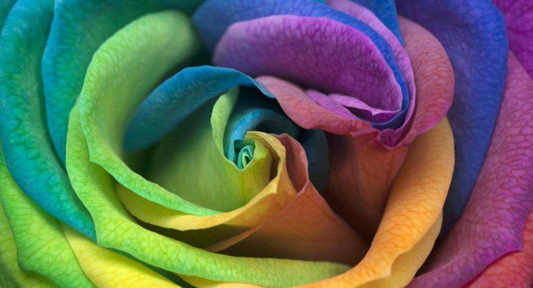 Come si fa una rosa arcobaleno?