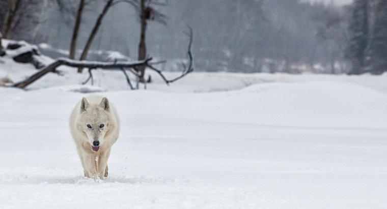 Qual è l'habitat del lupo artico?