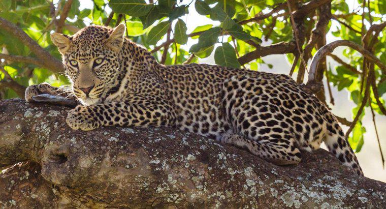 Perché i leopardi sono in pericolo?