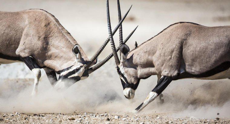 Che cosa è chiamata un'antilope africana?