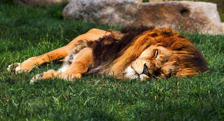 Dove dormono i leoni?