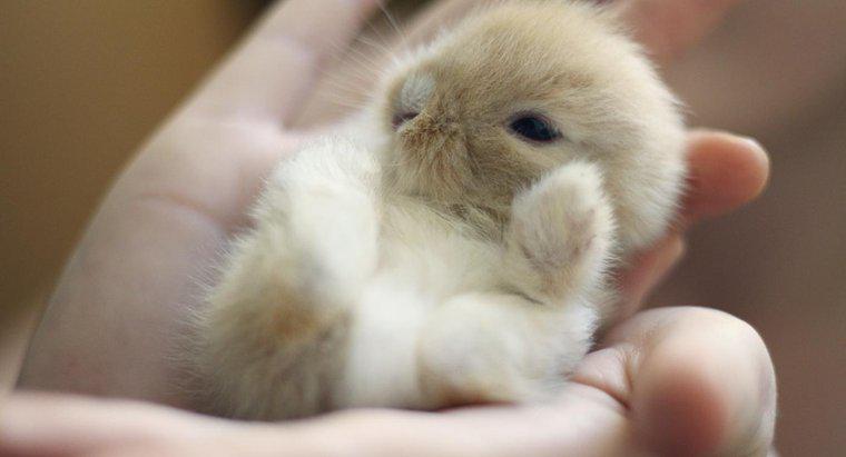Hai bisogno di essere addestrato per nutrire i coniglietti?