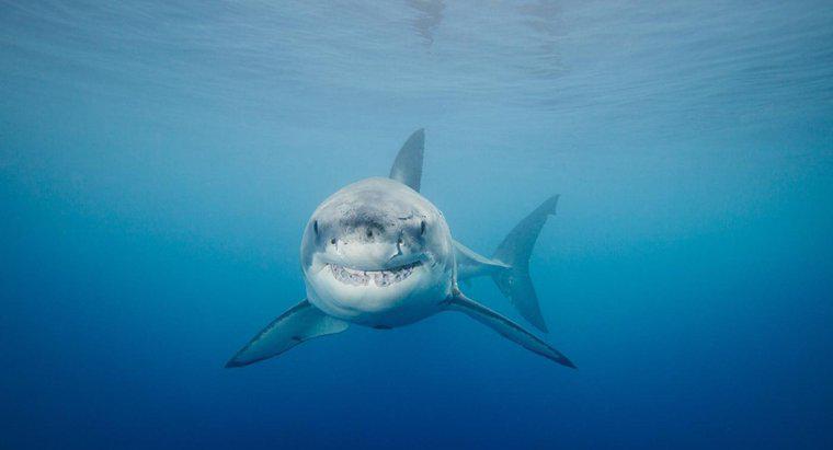 Come fa il grande squalo bianco a sfuggire ai predatori?