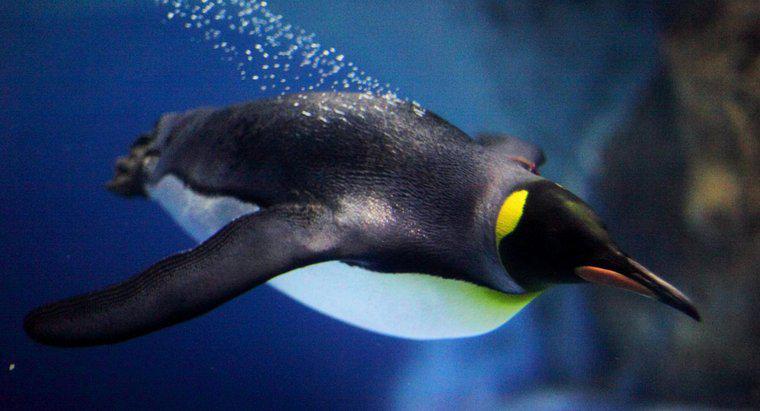 Quanto velocemente i pinguini possono nuotare?