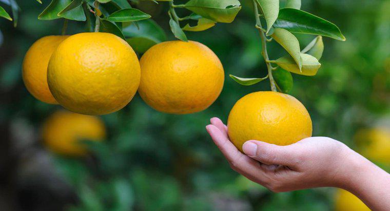 Quali sono i vantaggi delle arance?