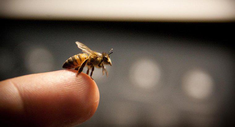 Qual è un trattamento efficace per smettere di gonfiore da una puntura d'ape?