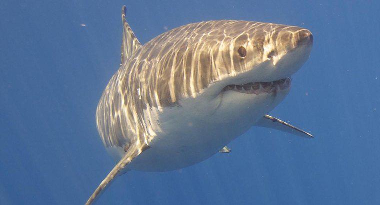 Quali sono i grandi adattamenti comportamentali dello squalo bianco?