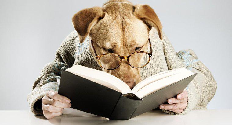 Quali sono alcuni nomi di cani letterari?