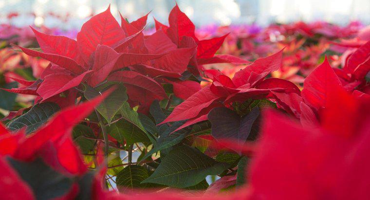 Quanto spesso bevi Poinsettias?