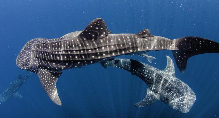 Come si protegge uno squalo balena?
