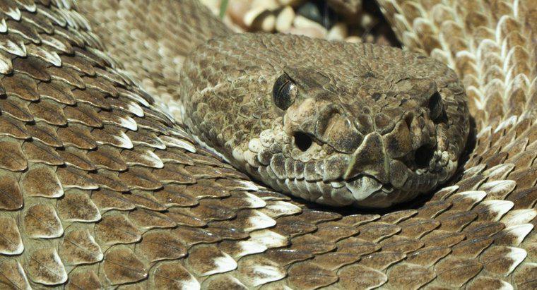 Dove vivono i serpenti a sonagli dal vivo?