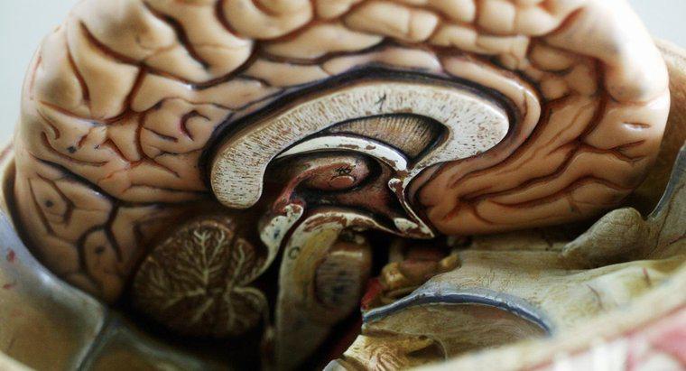 Qual è la parte più grande del cervello?