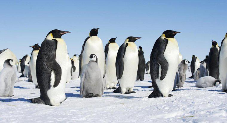 In che modo i pinguini si prendono cura dei loro piccoli?