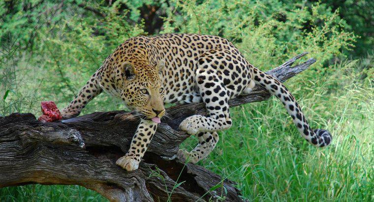 Quanti sono i leopardi rimasti nel mondo?