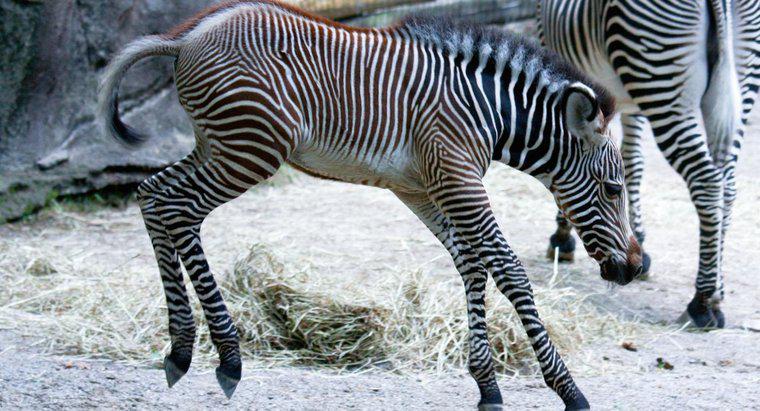Che cos'è un giovane zebra chiamato?