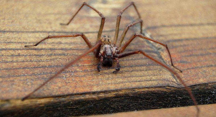 Quali sono i sintomi di un morso di ragno hobo?