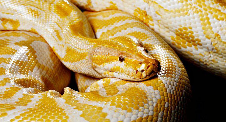 Cosa mangiano i serpenti domestici?