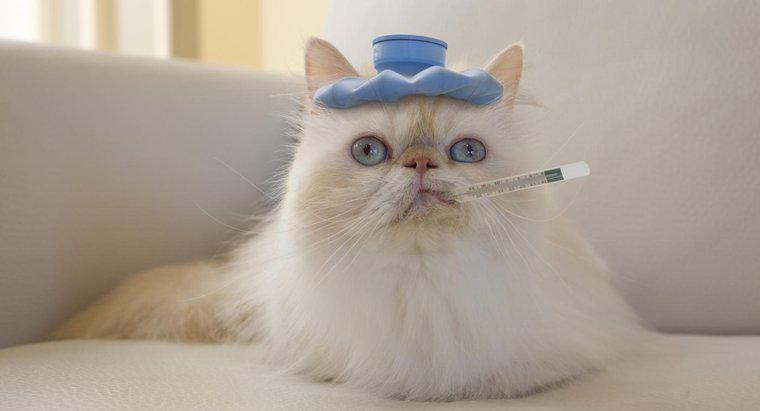 Come si riduce la febbre di un gatto?